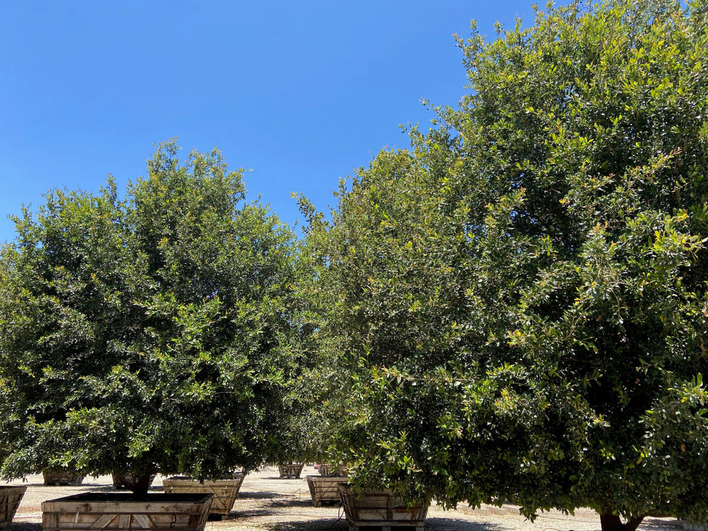 Cathedral Oak - Quercus Virginiana Cathedral - Pulled Nursery