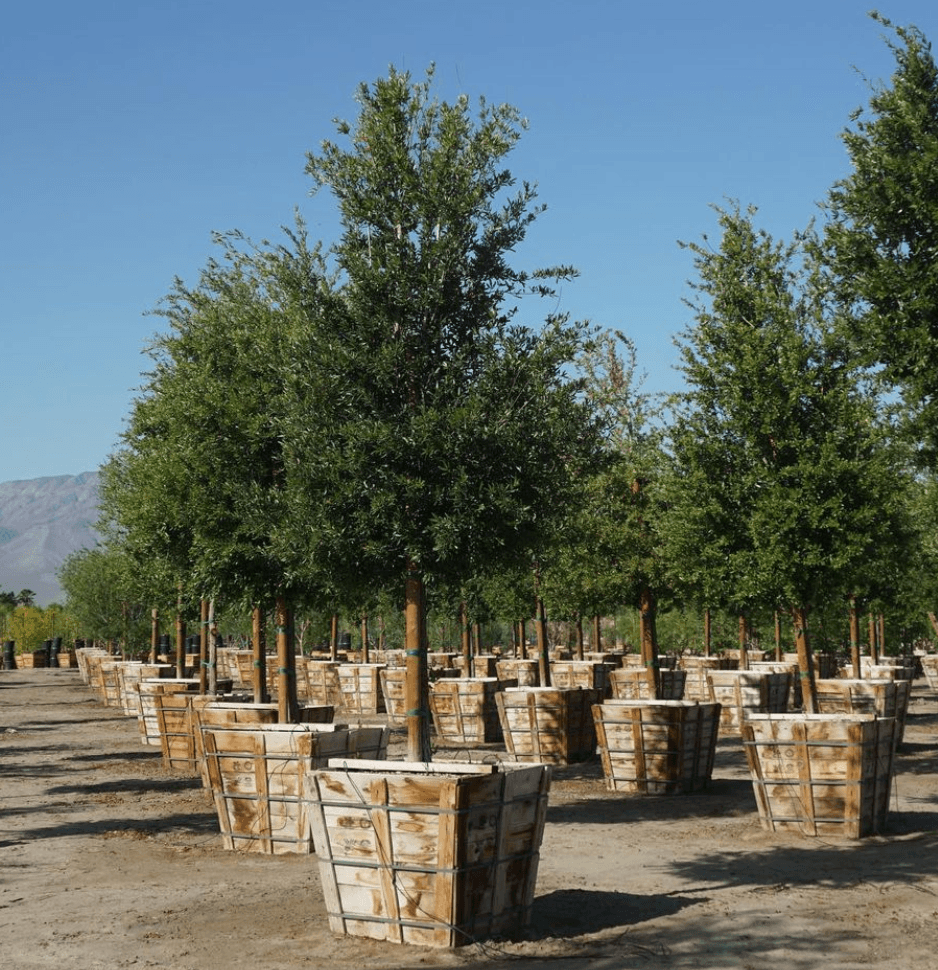 
                      
                        Cathedral Oak - Quercus Virginiana Cathedral - Pulled Nursery
                      
                    