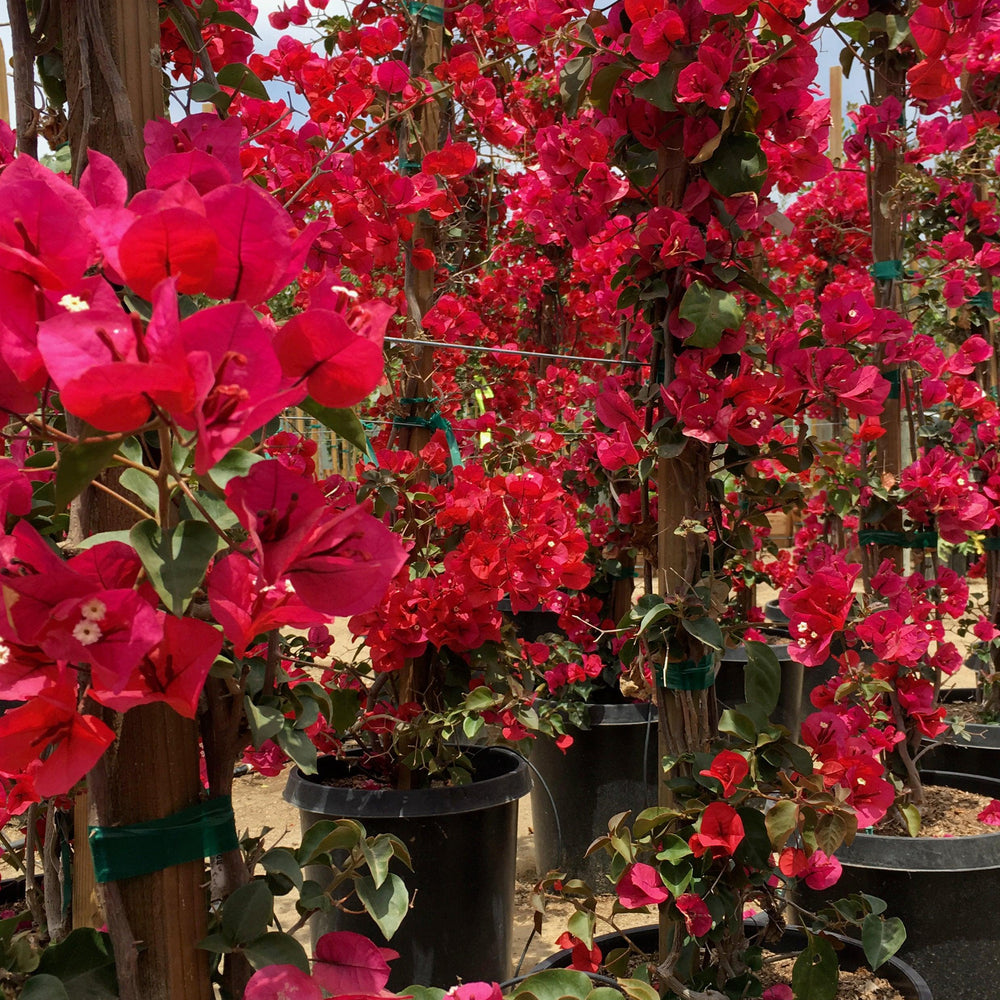 Red Bougainvillea (Bougainvillea ‘San Diego Red’) - Pulled Nursery