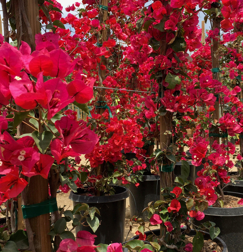 Red Bougainvillea (Bougainvillea ‘San Diego Red’) - Pulled Nursery