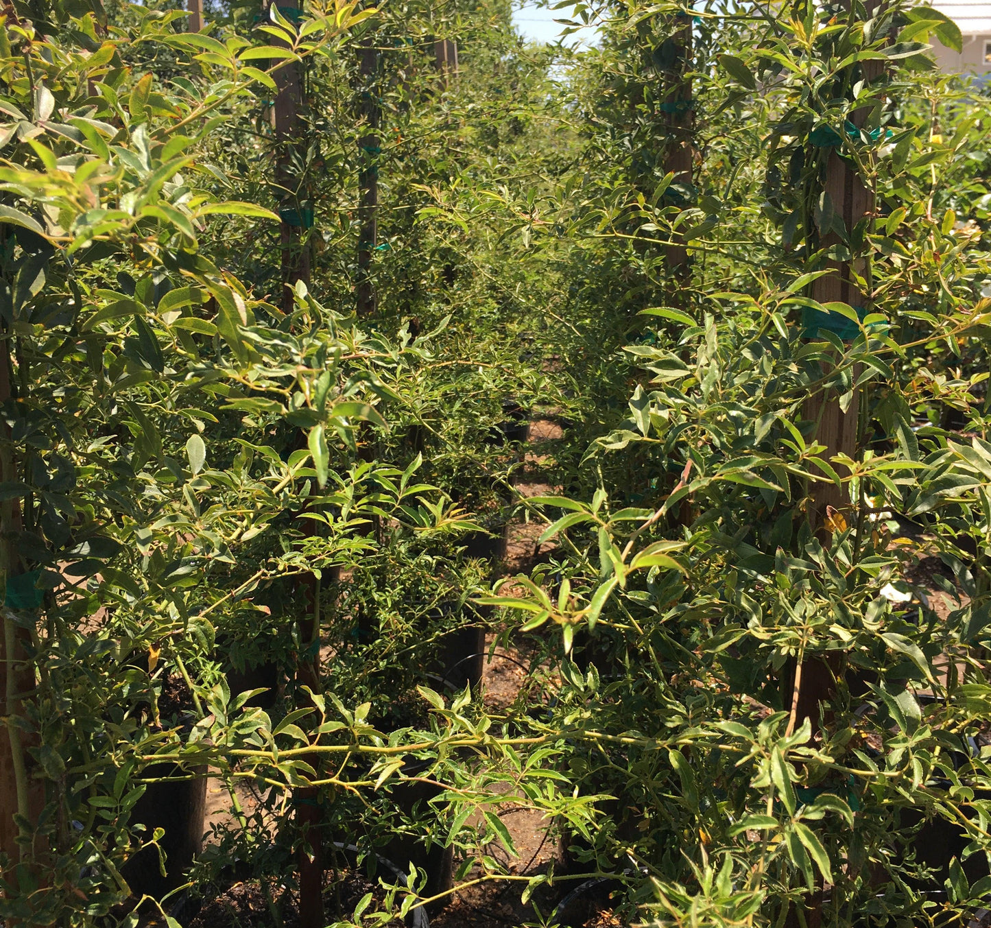 Yellow Lady Banks Climbing Rose (Rosa banksiae 'Lutea') - Pulled Nursery