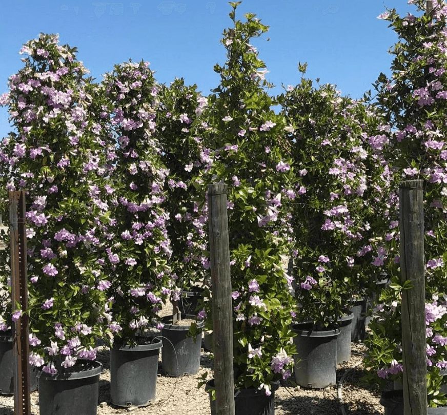 Lavender Trumpet Vine - Clytostoma Callistegioides - Pulled Nursery