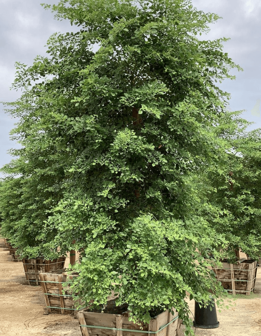Eetti Tree Indian Rosewood Trees - Dalbergia Sissoo – Yardwork