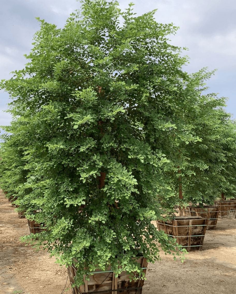 Eetti Tree Indian Rosewood Trees - Dalbergia Sissoo – Yardwork