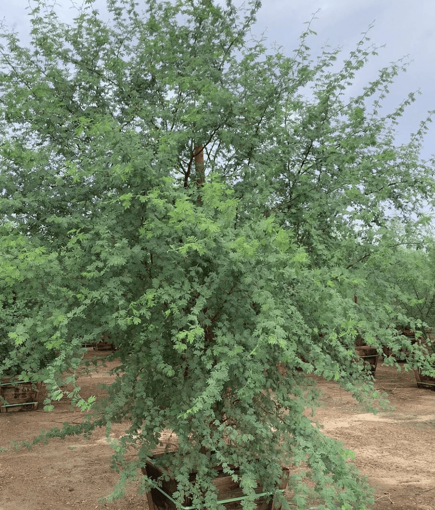 acacia indoor plant Sweet Acacia