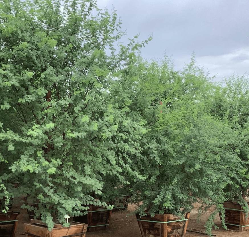 
                      
                        Sweet Acacia - Acacia smallii - Pulled Nursery
                      
                    