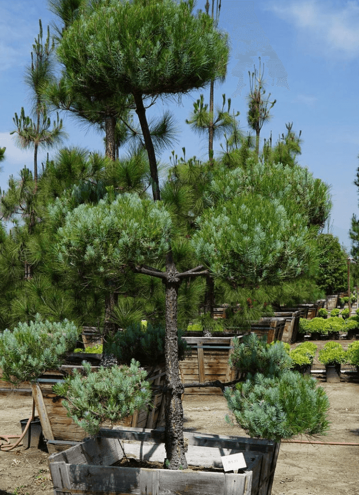 
                      
                        Canary Island Pine (Pinus Canariensis) - Pulled Nursery
                      
                    