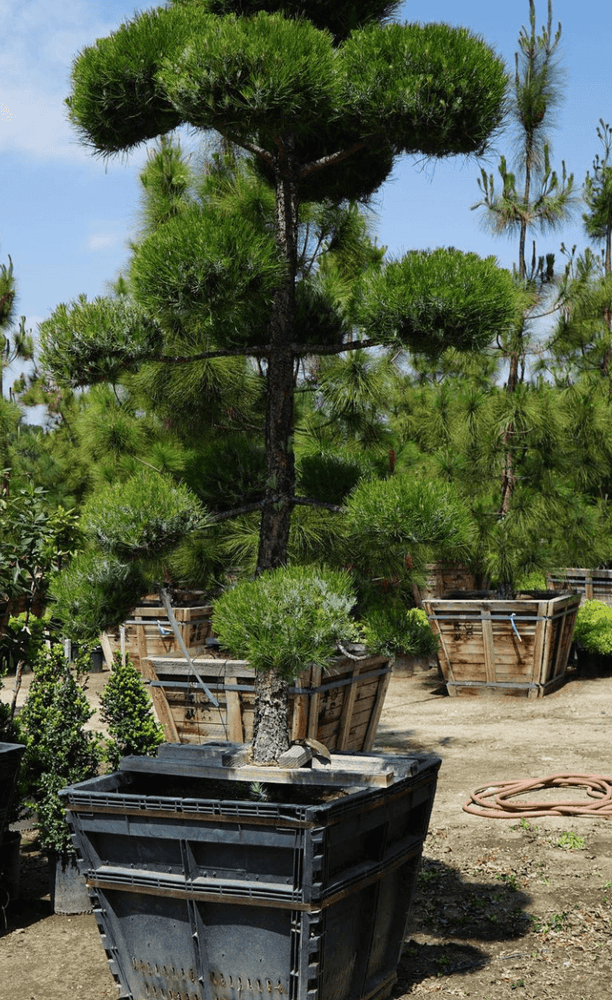 
                      
                        Canary Island Pine (Pinus Canariensis) - Pulled Nursery
                      
                    