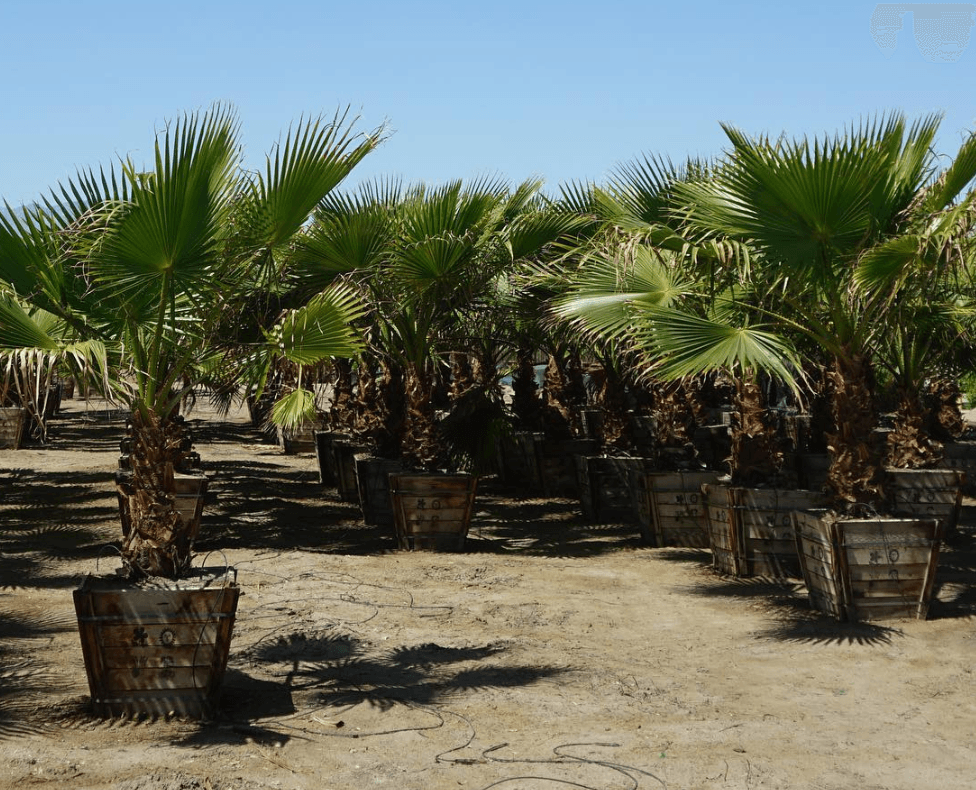 Mexican Fan Palm (Washingtonia Robusta)