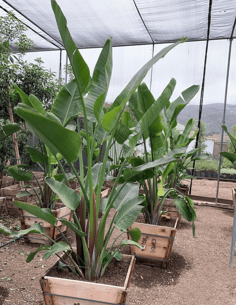 
                      
                        Giant Bird of Paradise (Strelitzia Nicolai)
                      
                    