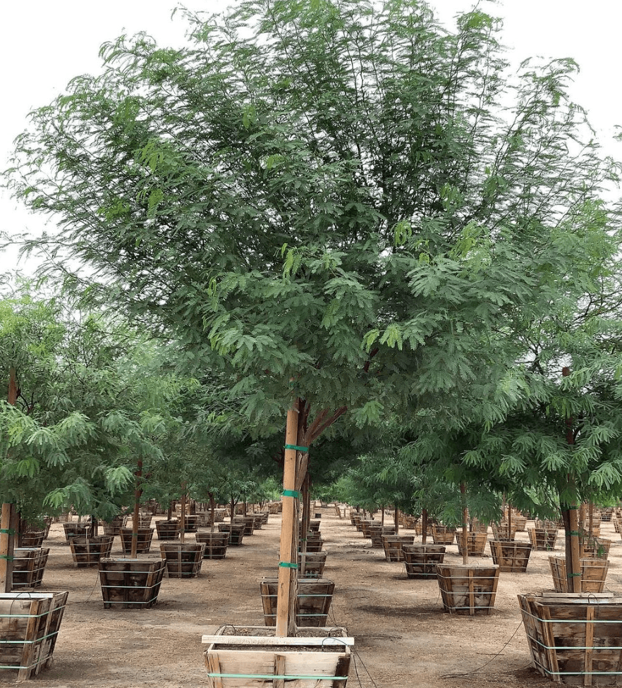 
                      
                        Thornless South American Mesquite - Prosopis hybrid ‘Phoenix’ - Pulled Nursery
                      
                    