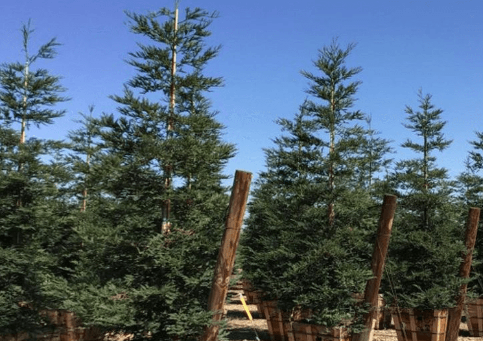 
                      
                        Coast Redwood - Sequoia sempervirens - Pulled Nursery
                      
                    