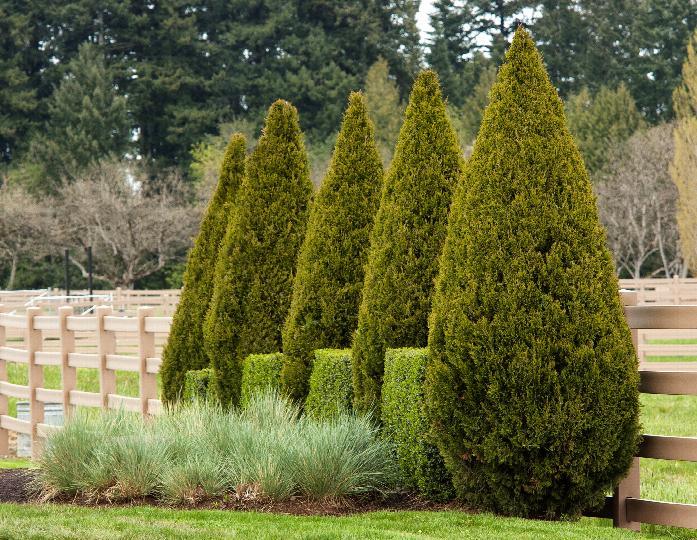 Spartan Juniper (Juniperus chinensis 'Spartan') - Pulled Nursery