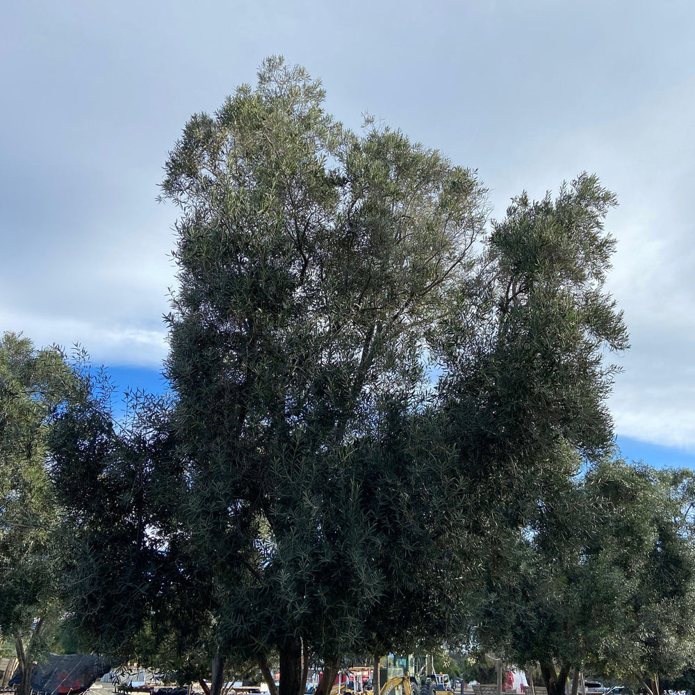
                      
                        Swan Hill Olives® Fruitless Olive Tree - Olea Europaea 'Swan Hill' - Yardwork Nursery 
                      
                    