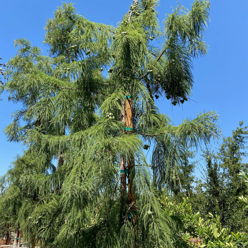 Bald Cypress (Taxodium Shawnee Brave) - Pulled Nursery