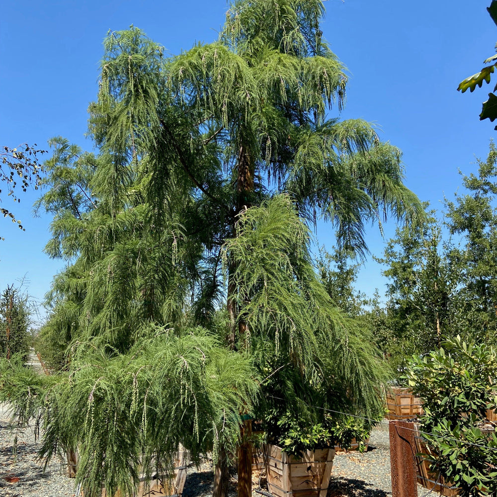 Bald Cypress (Taxodium Shawnee Brave) - Pulled Nursery