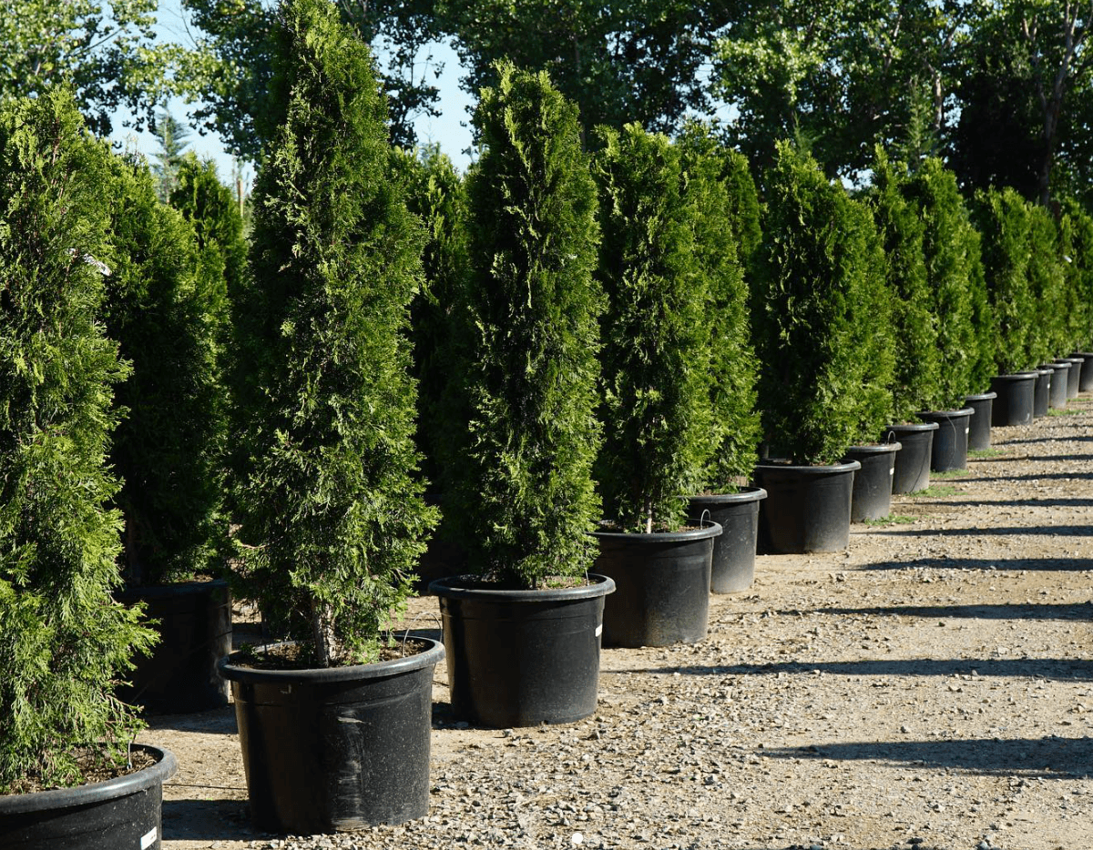 Thuja Green Giant - Pulled Nursery