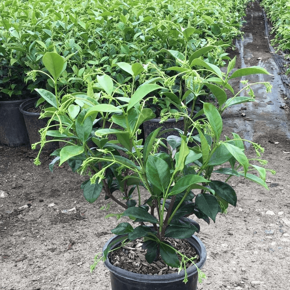 Star Jasmine - Trachelospermum jasminoides - Pulled Nursery