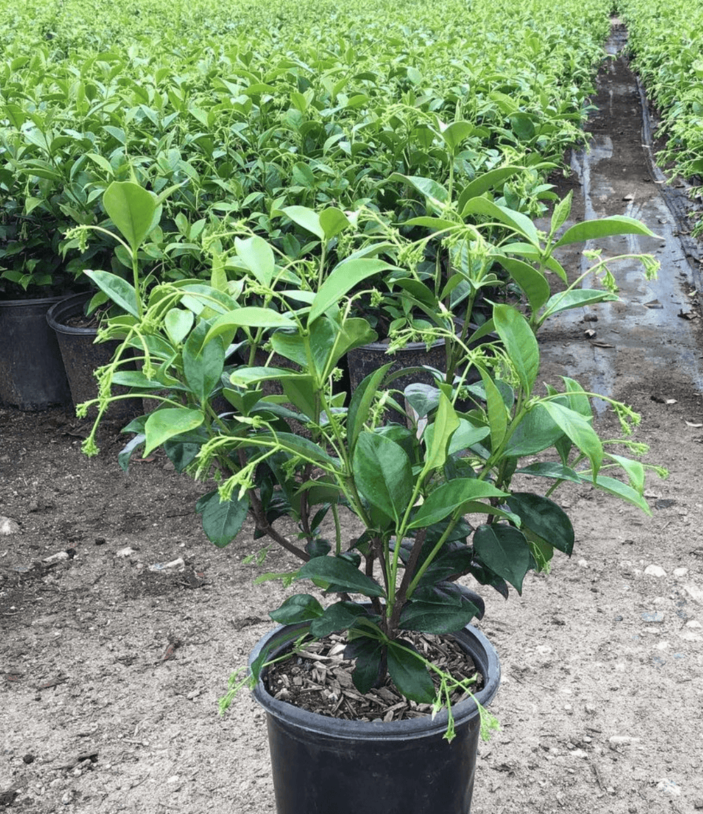 Star Jasmine - Trachelospermum jasminoides - Pulled Nursery