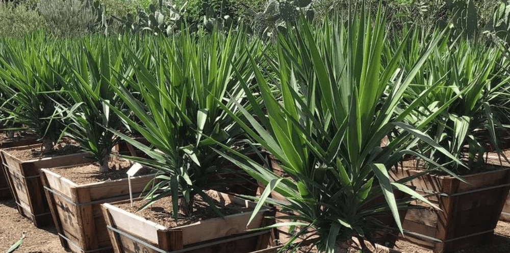 
                      
                        Yucca - Pulled Nursery
                      
                    