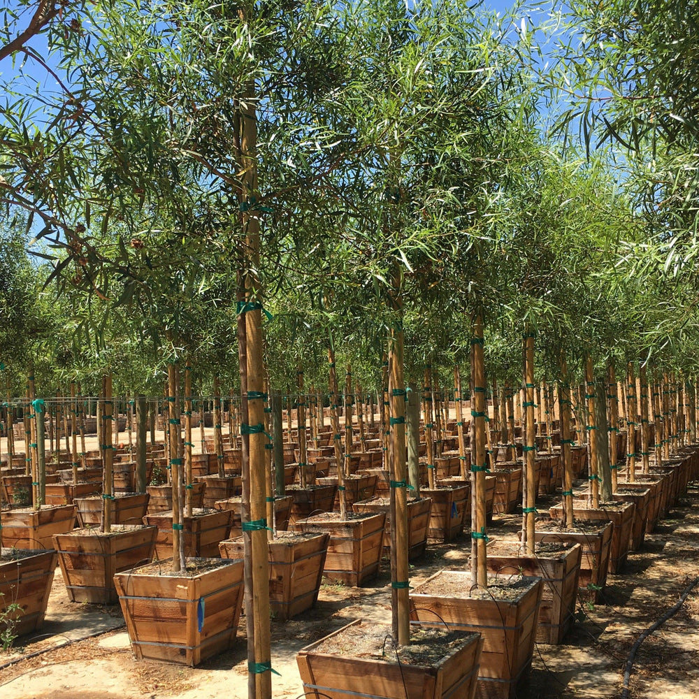 
                      
                        African Sumac (Rhus Lancea) - Pulled Nursery
                      
                    