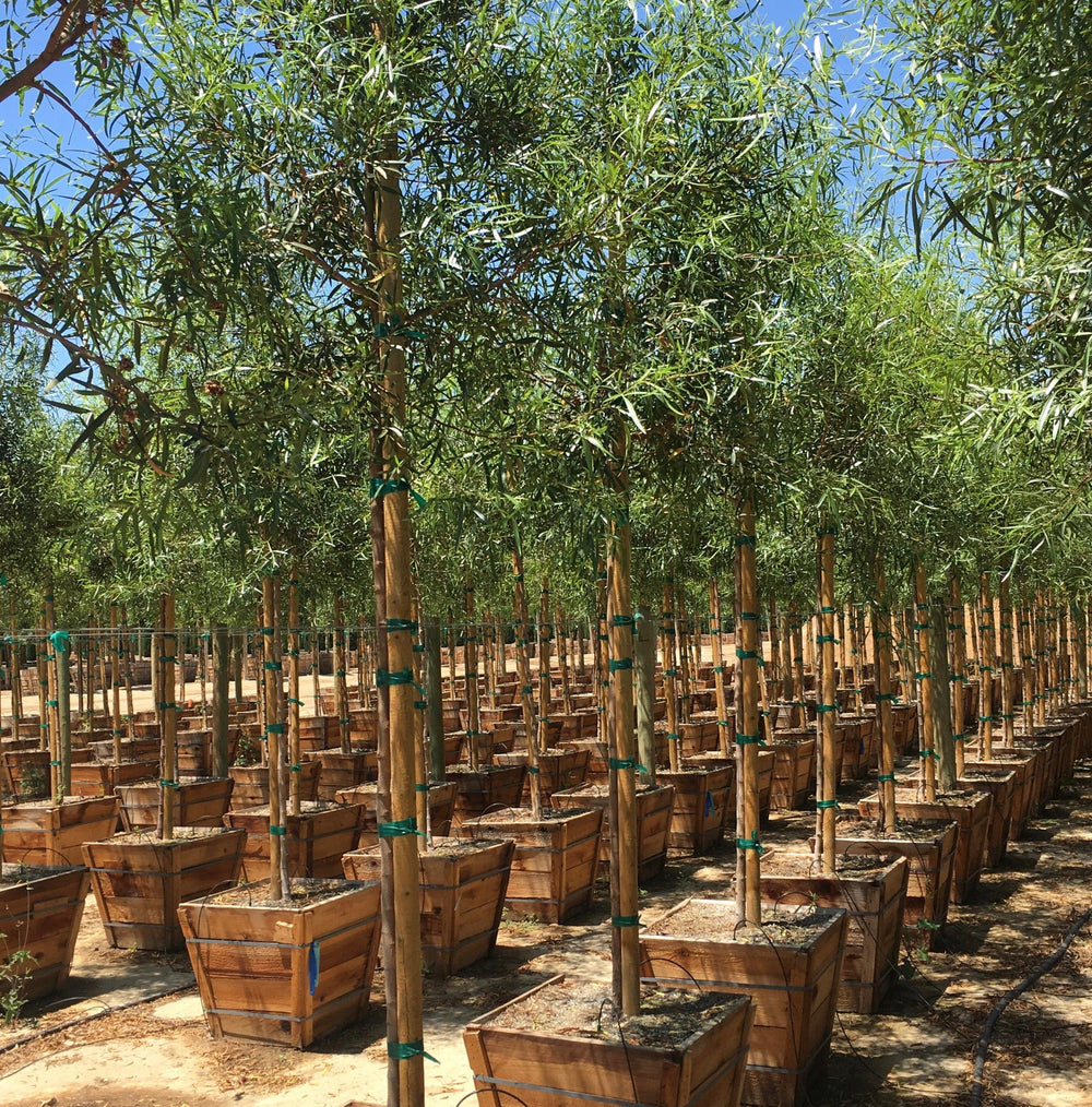 African Sumac (Rhus Lancea) - Pulled Nursery