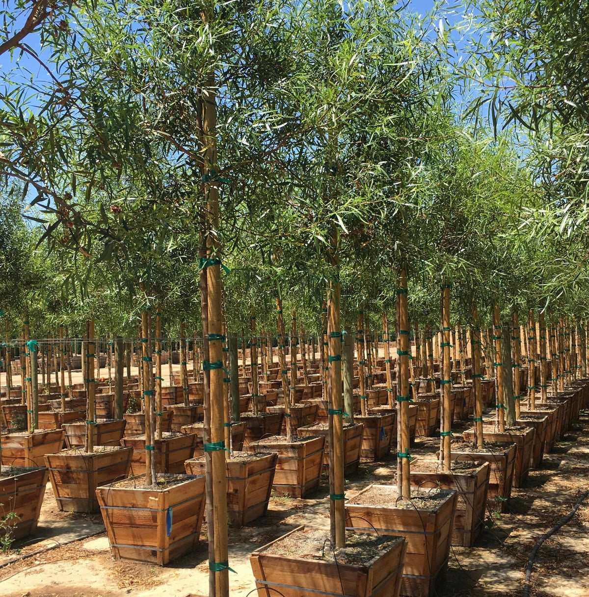 Tree Buy Mature Trees for Sale | Large Trees for Sale Online | Yardwork Nursery