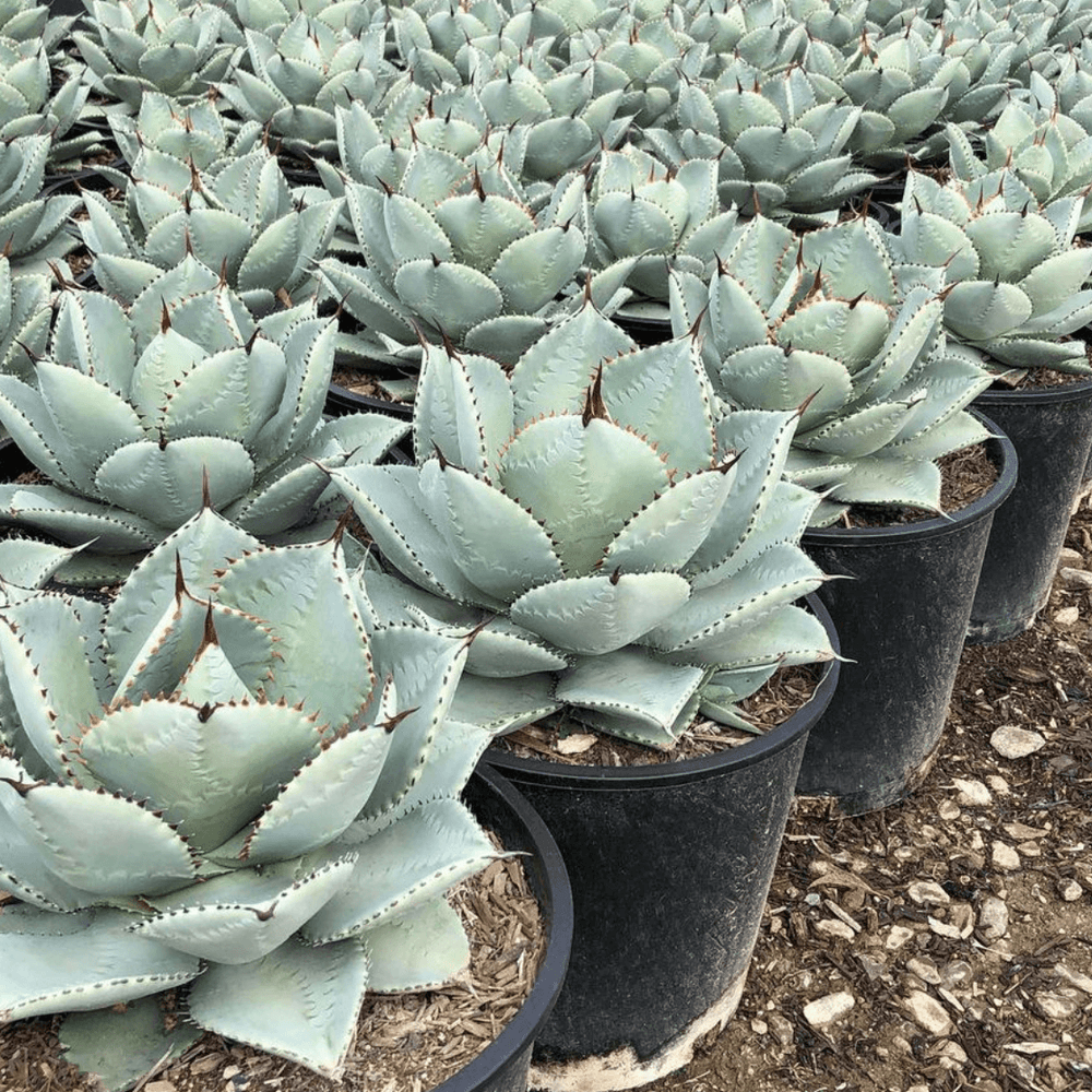 Agave Blue Wave - Pulled Nursery