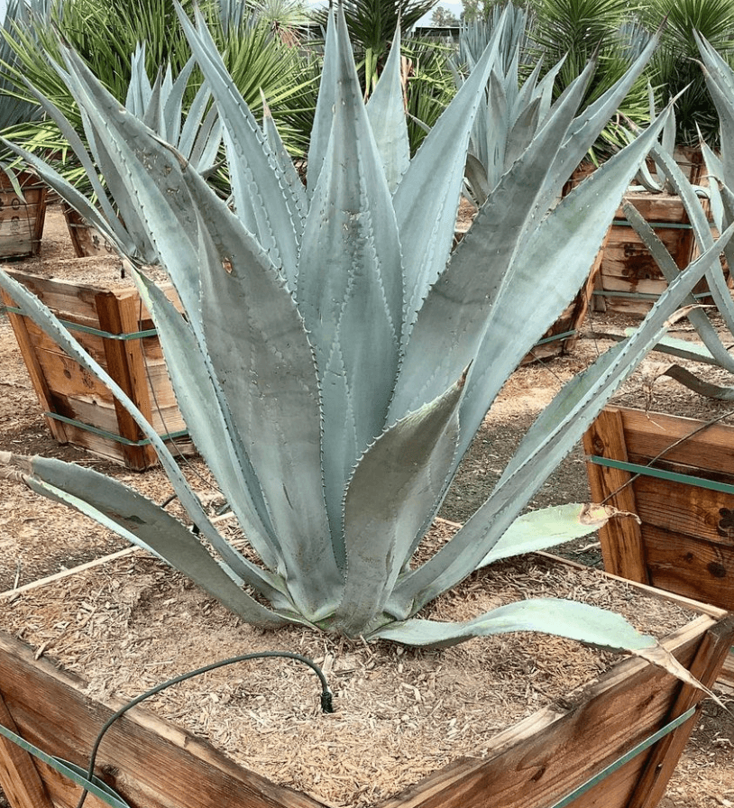 Agave franzosinii - Pulled Nursery