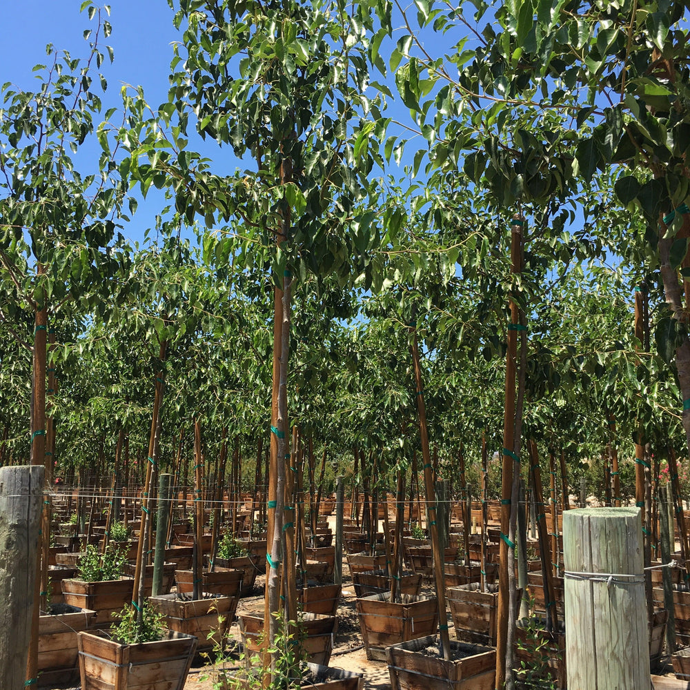 
                      
                        Flowering Pear (Pyrus Calleryana ‘Aristocrat’ ® )
                      
                    