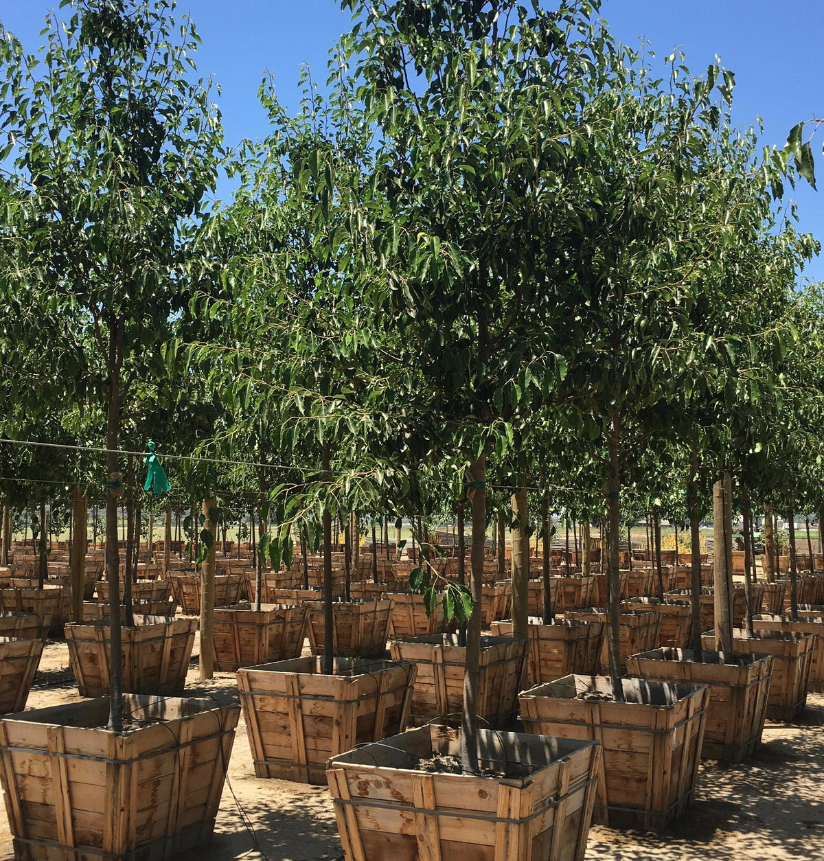 Mature Trees For Sale Large Trees For Sale Online Yardwork Nursery mature-trees-for-sale-large-trees-for-sale-online-yardwork-nursery