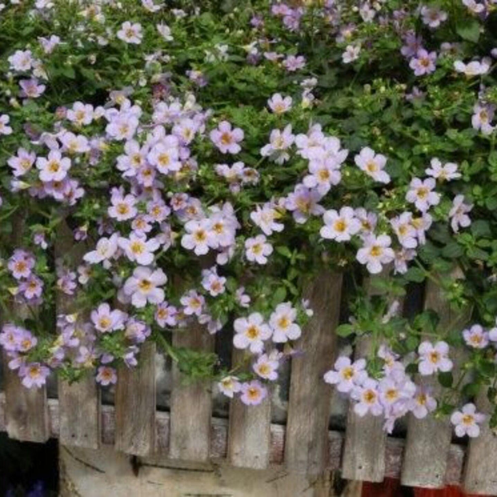 Bacopa Blutopia - Pulled Nursery