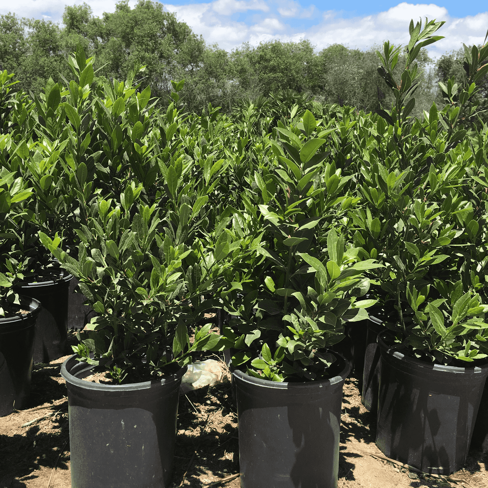 
                      
                        Sweet Bay (Laurus Nobilis)
                      
                    