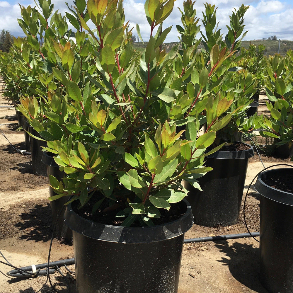 Bay Laurel (Laurus Nobilis)