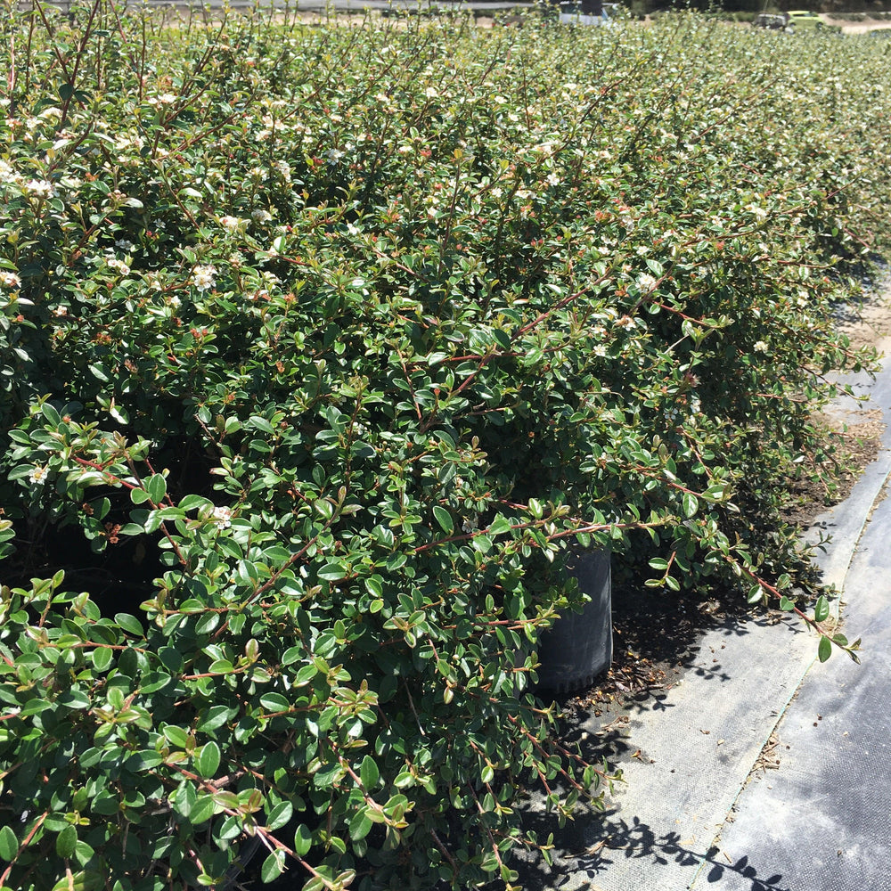 
                      
                        Bearberry Cotoneaster (Cotoneaster Dammeri ‘Coral Beauty’) - Pulled Nursery
                      
                    