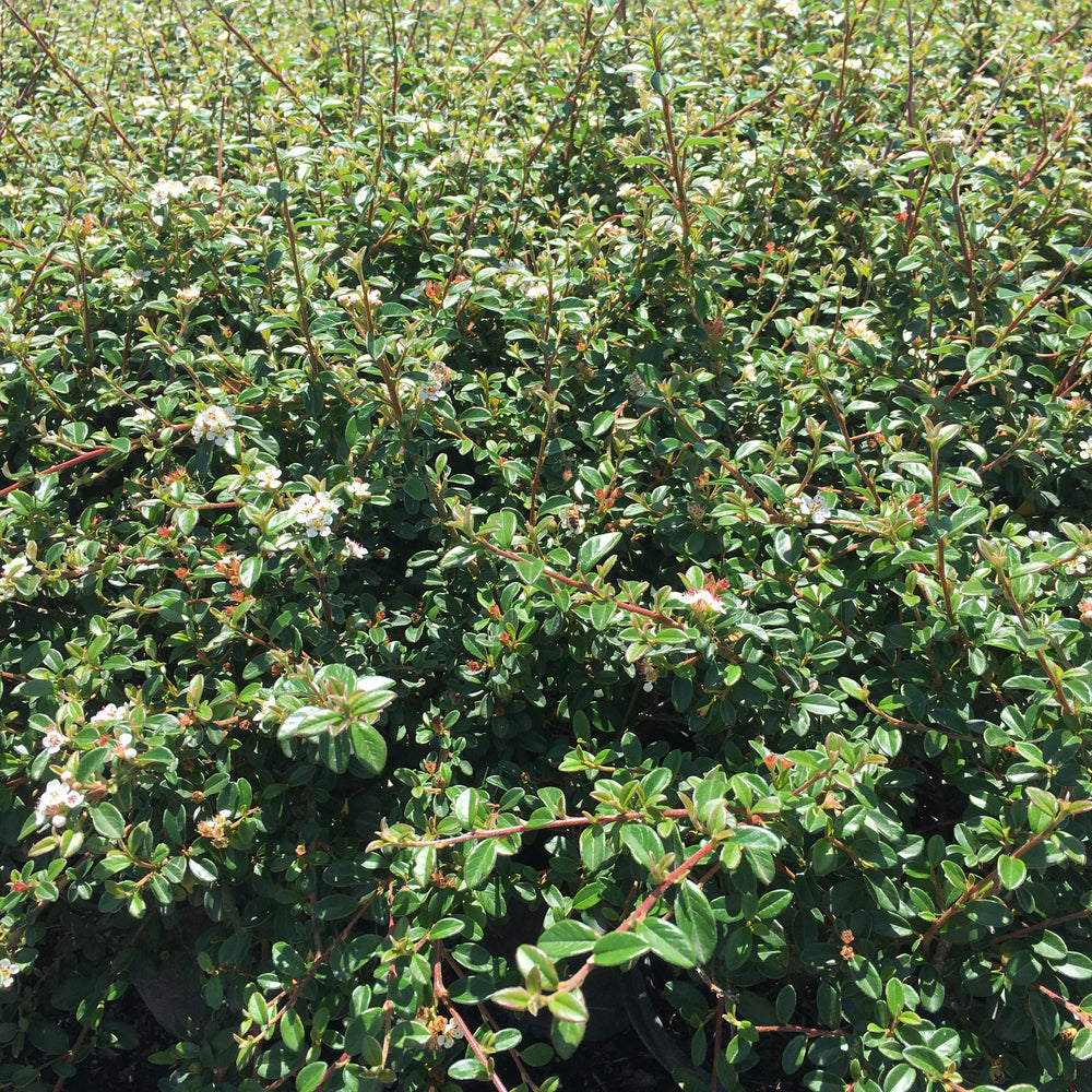 
                      
                        Bearberry Cotoneaster (Cotoneaster Dammeri ‘Coral Beauty’) - Pulled Nursery
                      
                    