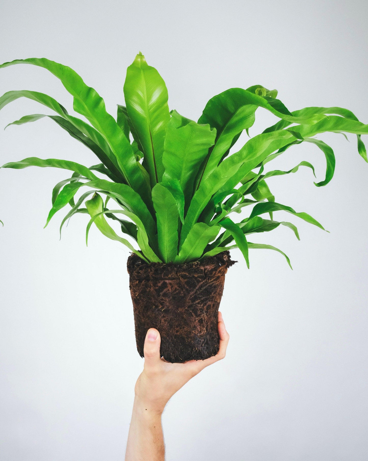 Birds Nest Fern - Pulled Nursery