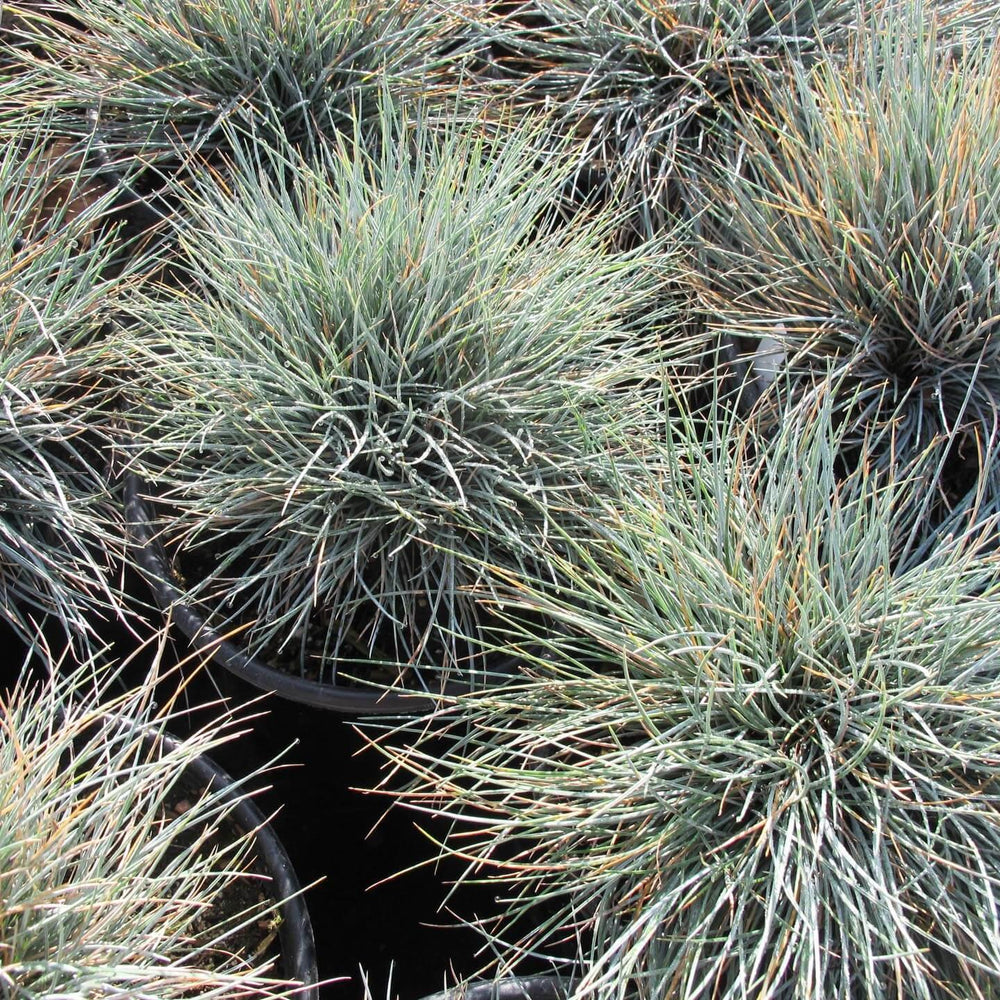 Blue Fescue (Festuca ‘Elijah Blue’) - Pulled Nursery