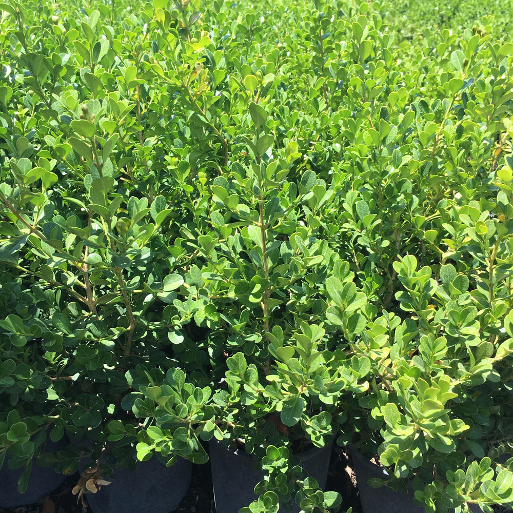 
                      
                        Japanese Boxwood (Buxus japonica)
                      
                    