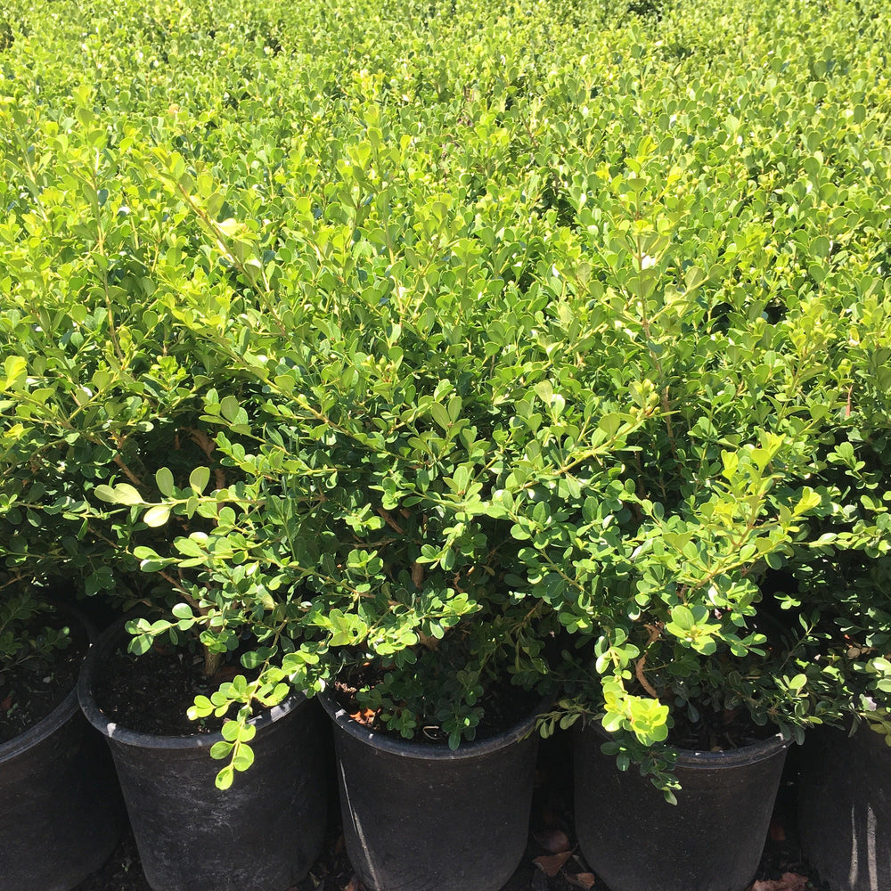 
                      
                        Japanese Boxwood (Buxus japonica)
                      
                    