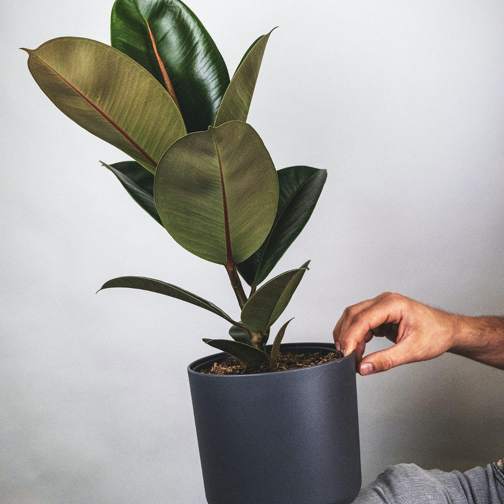 Burgundy Rubber Tree - Pulled Nursery