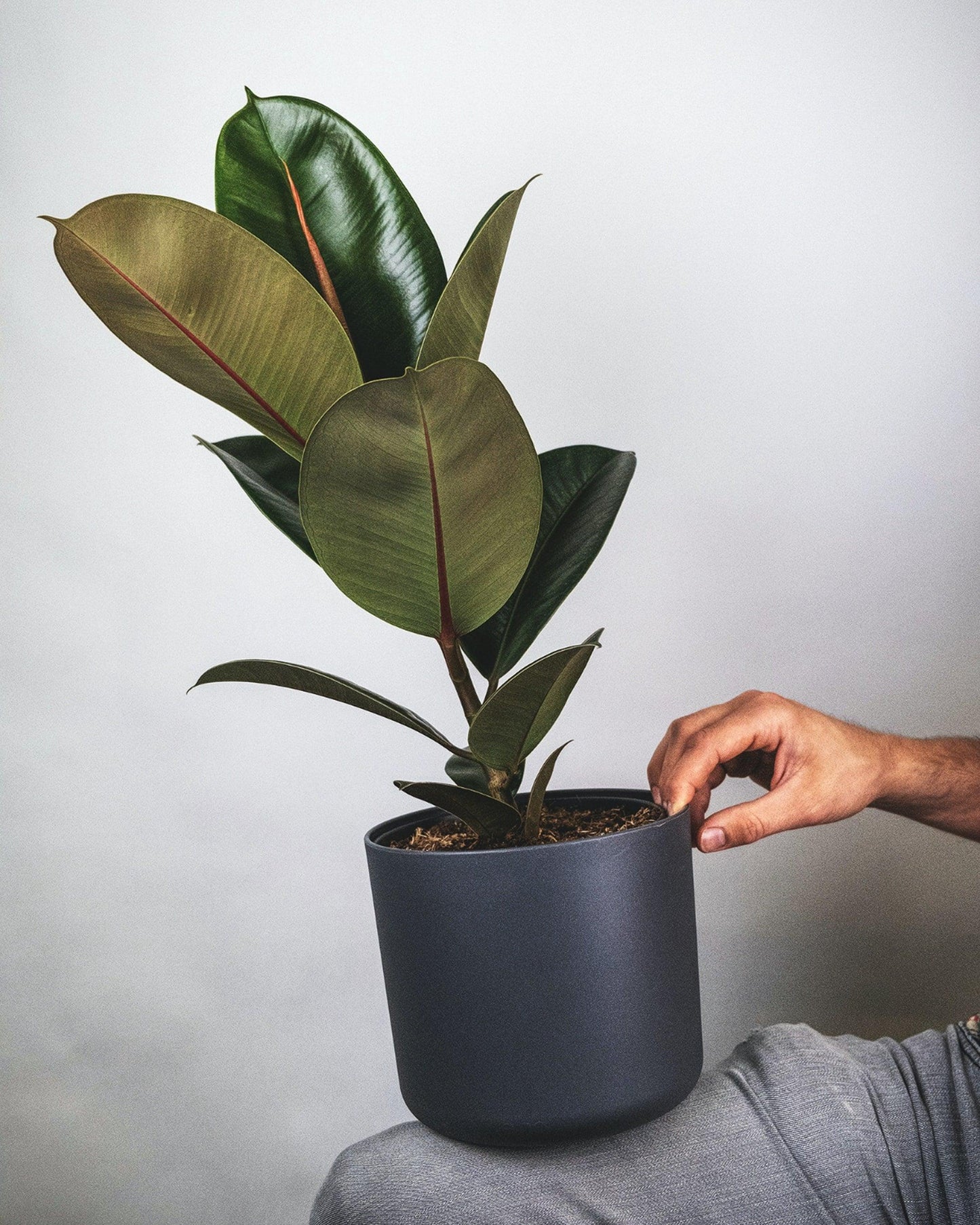 Burgundy Rubber Tree - Pulled Nursery