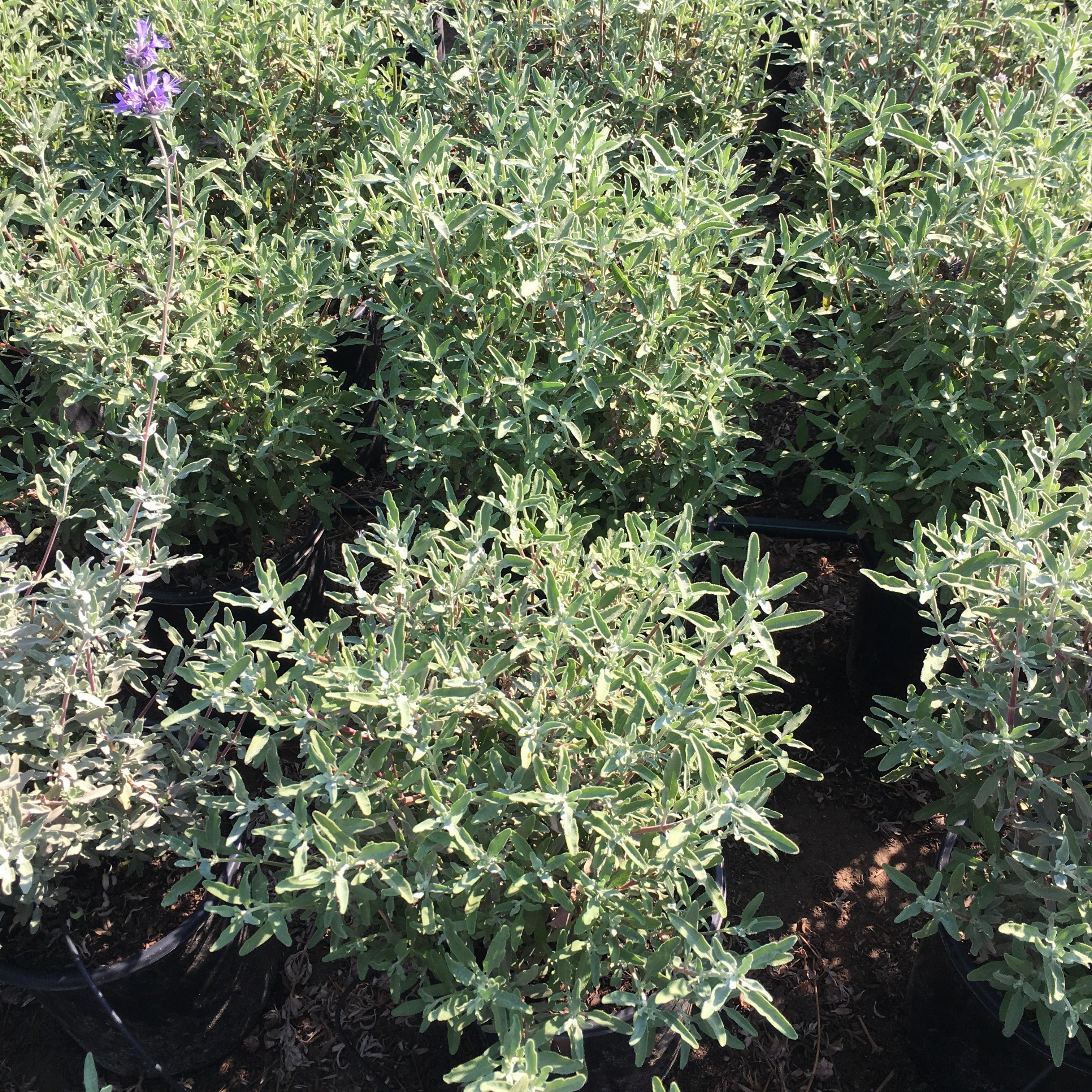 Pix Zee Dwarf Peach Tree – Yardwork
