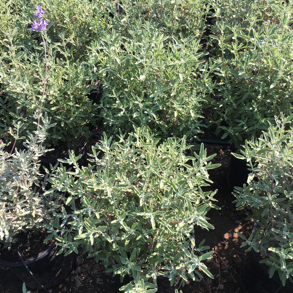 
                      
                        California Blue Sage (Salvia ‘Allen Chickering’)
                      
                    