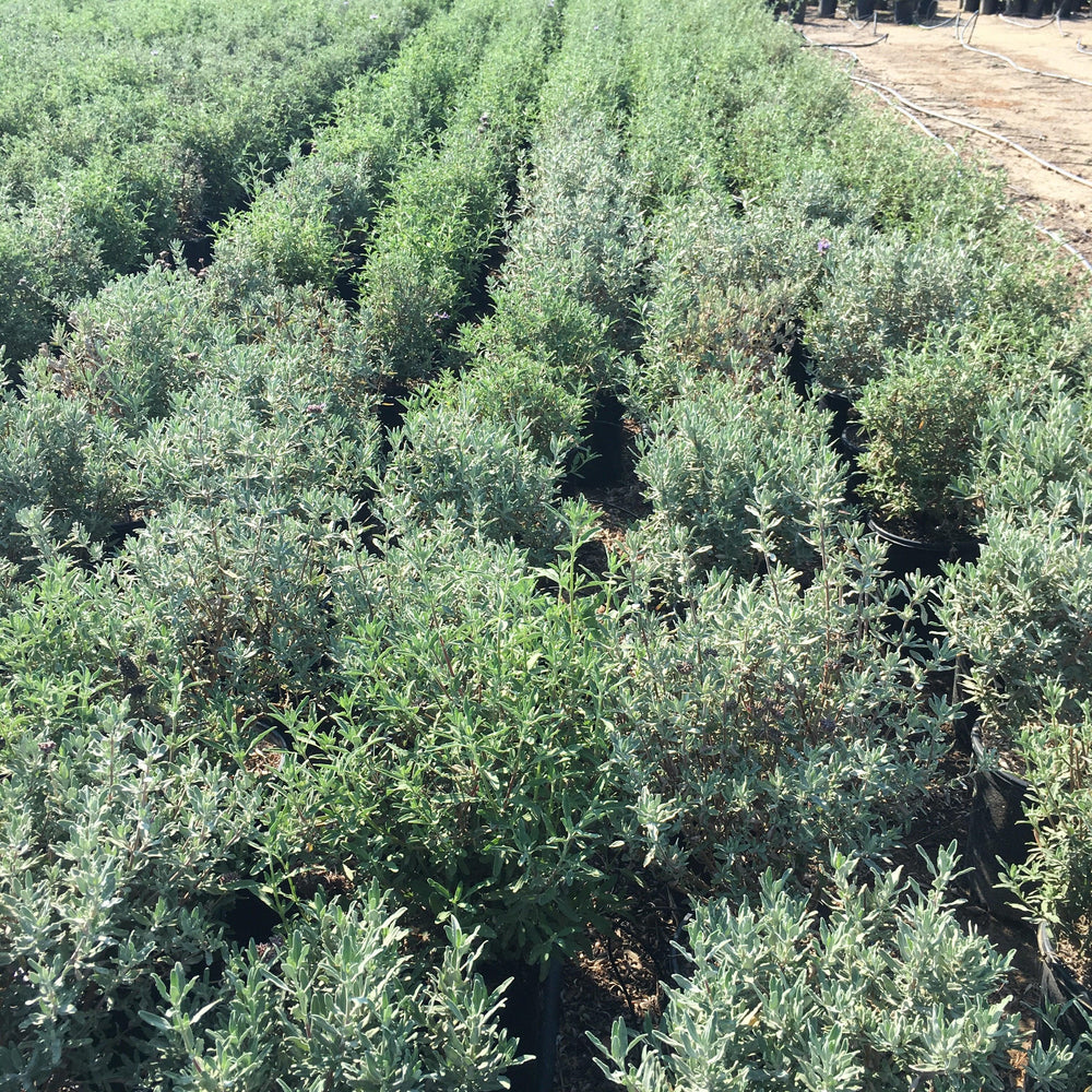 
                      
                        California Blue Sage (Salvia ‘Allen Chickering’)
                      
                    