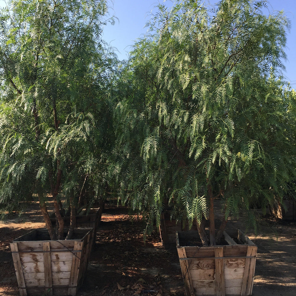 
                      
                        California Pepper Tree (Schinus Molle)
                      
                    