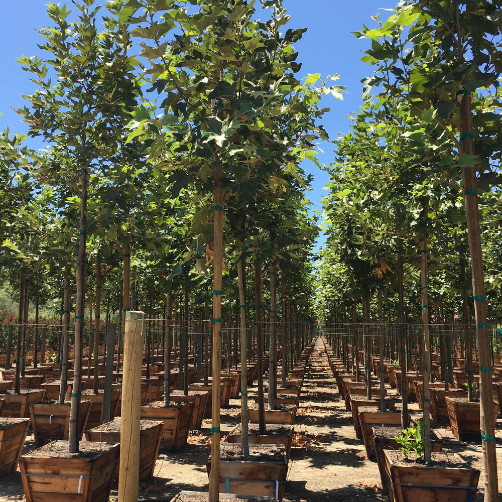 
                      
                        California Sycamore (Platanus Racemosa)
                      
                    