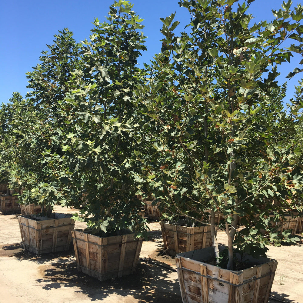 California Sycamore (Platanus Racemosa)