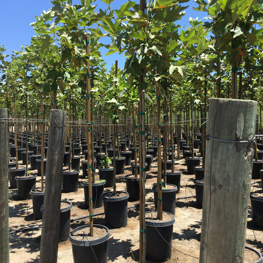 
                      
                        California Sycamore (Platanus Racemosa)
                      
                    