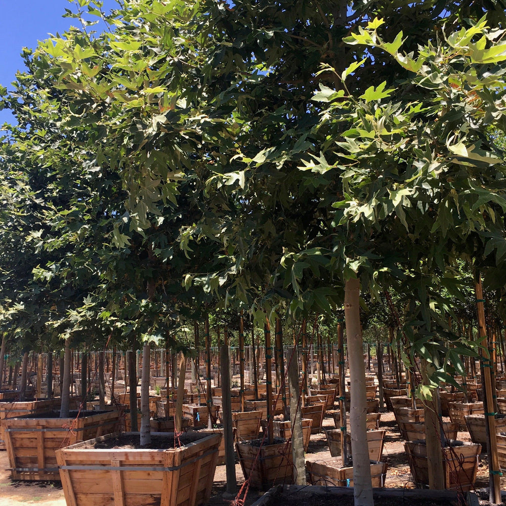 
                      
                        California Sycamore (Platanus Racemosa)
                      
                    